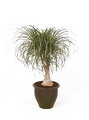 Beaucarnea Recurvata